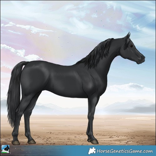 Horse Color:Black Rabicano