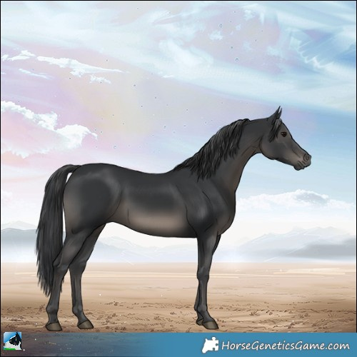 Horse Color:Black Rabicano 