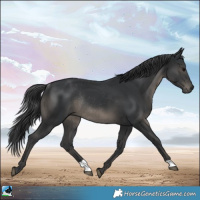 Horse Color:Black Rabicano