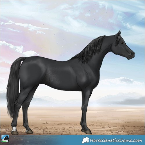 Horse Color:Black Rabicano 