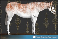 Horse Color:White Spotted Bay Splash  and Gray White Spotted Bay Splash 