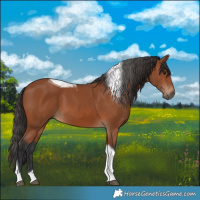 Horse Color:Bay Tobiano 