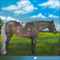 Horse Color:Platinum White Spotted Liver Chestnut 