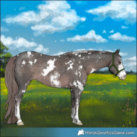 Horse Color:Platinum White Spotted Liver Chestnut Sabino 