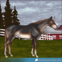 Horse Color:Liver Chestnut Tobiano Rabicano 