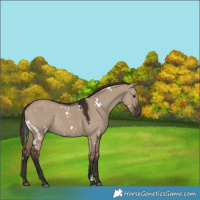 Horse Color:White Spotted Liver Red Dun Rabicano