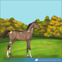 Horse Color:White Spotted Liver Red Dun Tobiano 