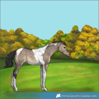 Horse Color:Brown Dun Tobiano 