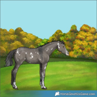 Horse Color:White Spotted Grullo Sabino 