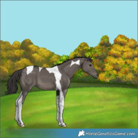 Horse Color:Smoky Grullo Tobiano