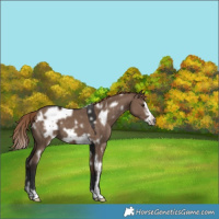 Horse Color:White Spotted Liver Red Dun Frame 