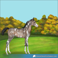 Horse Color:White Spotted Brown Dun Sabino Rabicano 