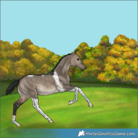 Horse Color:Brown Dun Tobiano 