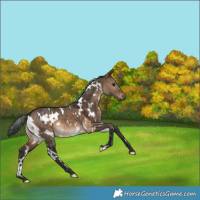 Horse Color:White Spotted Bay Dun 