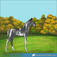 Horse Color:Silver Black Chinchilla Tobiano Rabicano 