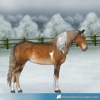 Horse Color:Chocolate Palomino Tobiano 