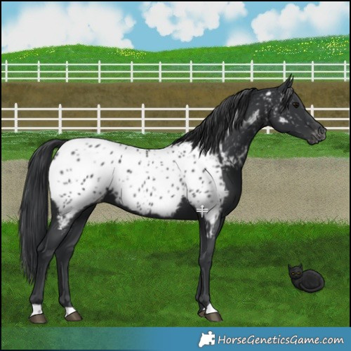 Horse Color:Black Near Leopard 