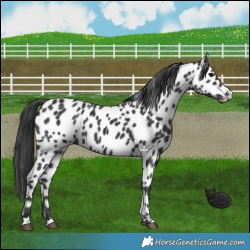 Horse Color:Black Near Leopard 