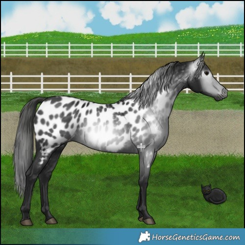 Horse Color:Gray Black Appaloosa 