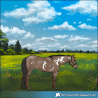 Horse Color:White Spotted Liver Red Dun 