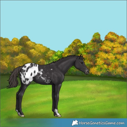 Horse Color:Smoky Black Appaloosa 