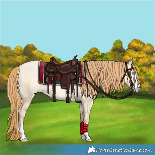 Horse Color:Buckskin Pearl Dun Rabicano 