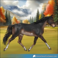 Horse Color:Liver Chestnut Tobiano 