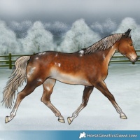 Horse Color:Gray White Spotted Chocolate Palomino Tobiano Rabicano