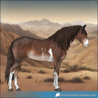 Horse Color:Liver Chestnut Sabino Tobiano 