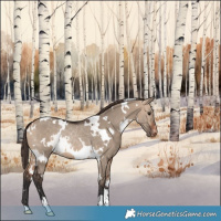 Horse Color:White Spotted Bay Dun Appaloosa 