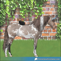 Horse Color:White Spotted Bay Dun Varnish