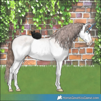 Horse Color:Red Dun Roan Splash Varnish Rabicano