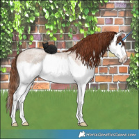 Horse Color:Red Dun Roan Splash Appaloosa Rabicano