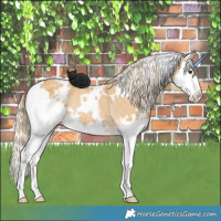 Horse Color:White Spotted Palomino Dun Splash Appaloosa Rabicano
