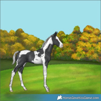 Horse Color:Silver Black Chinchilla Splash Tobiano Rabicano 