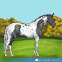 Horse Color:Silver Black Chinchilla Tobiano Rabicano 