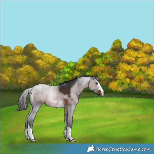 Horse Color:Brown Appaloosa 