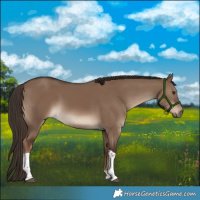 Horse Color:Liver Red Dun Tobiano