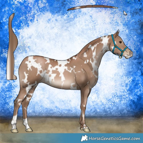 Horse Color:White Spotted Black Pearl 