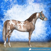 Horse Color:White Spotted Black Pearl