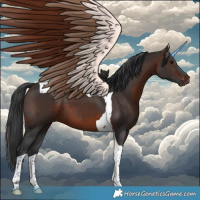 Horse Color:Brown Tobiano