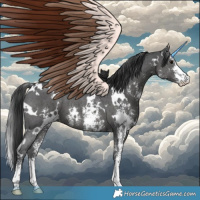 Horse Color:White Spotted Black Sabino 