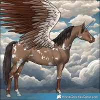 Horse Color:White Spotted Liver Red Dun 