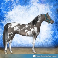 Horse Color:White Spotted Grullo Tobiano 