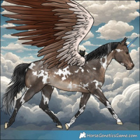 Horse Color:White Spotted Brown Dun 