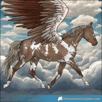 Horse Color:White Spotted Liver Red Dun 