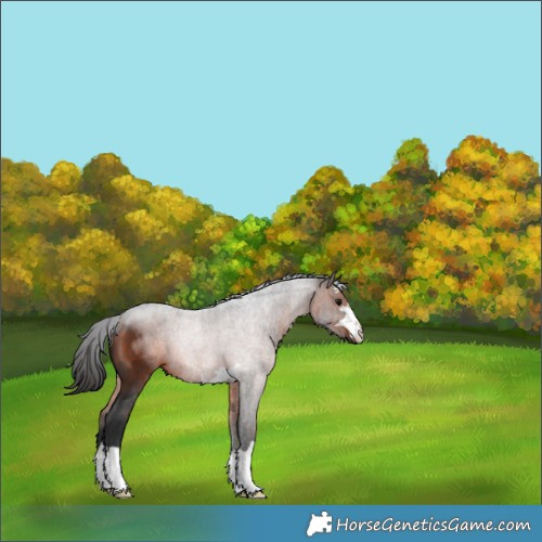 Horse Color:Brown 