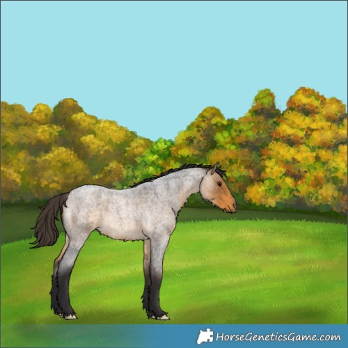 Horse Color:Buckskin Roan