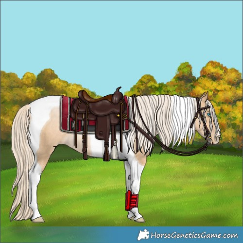 Horse Color:Palomino Pearl Tobiano Rabicano 