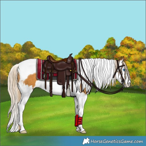 Horse Color:Palomino Splash Tobiano